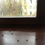 Результат борьбы с мухами в доме фото