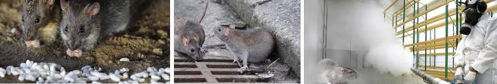 дератизация мышей